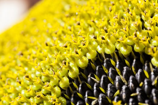  the flower of the ripening sunflower photographed by a close up. small depth of sharpness