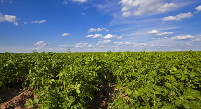   an agricultural field on which grow up potatoes. summertime of year