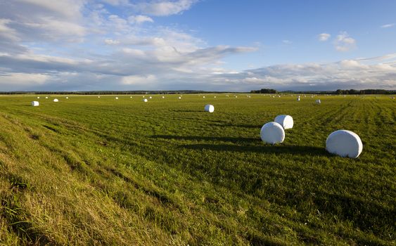  the grass packed into bales for feeding animal in a winter season