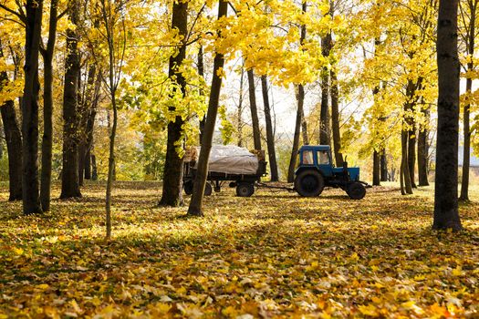  cleaning in the fallen-down fall of foliage.  foliage is loaded into a tractor