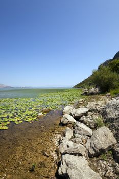   Lake Skadar located in Montenegro in summertime of year