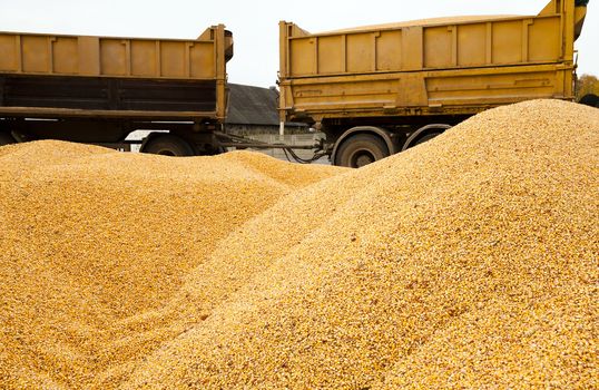   the corn unloaded in a heap after last harvesting