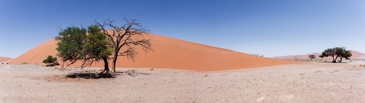 wide panorama of Dune 45 in sossusvlei Namibia, best place in namibia