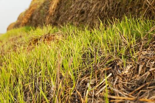  wheat sprouts which sprouted on the stacks of straw put after cleaning of a crop