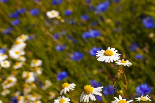   the flowers of a white camomiles photographed by a close up