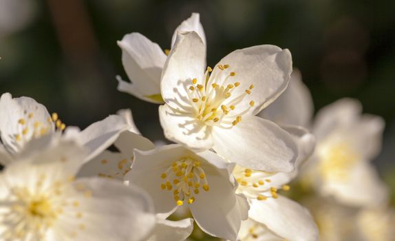   the flowers of a white jasmine photographed by a close up. small depth of sharpness