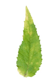 Detail of Campanula rapunculoides leaf isolated on white background.