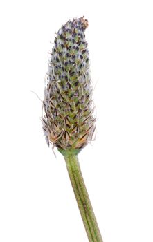 Plantago lanceolata bloom with stem isolated on white background.