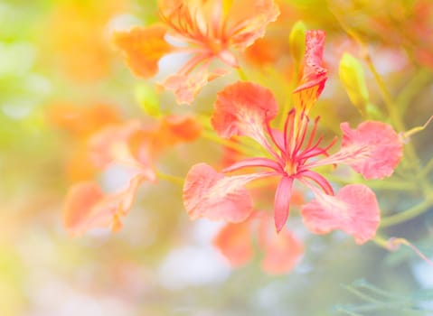 Beautiful flower, beautiful nature with bokeh background