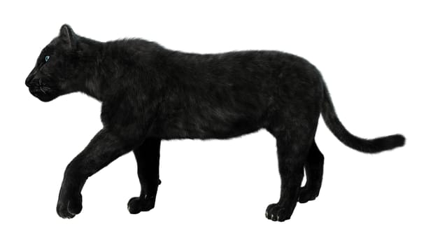 3D digital render of a big cat black panther walking isolated on white background