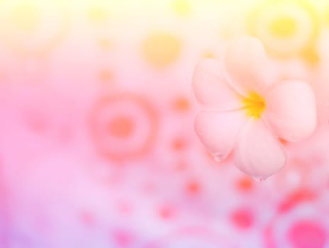 Beautiful flower, beautiful nature blur background