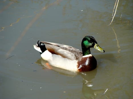 duck