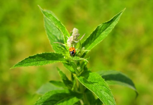 Ladybug running on green mint leaves