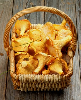 Heap of Perfect Raw Chanterelles in Wicker Basket closeup on Rustic Wooden background