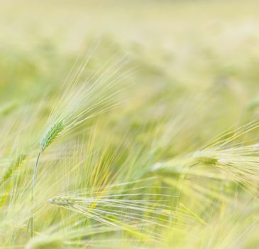 Wheat field in summer time