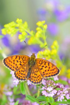 Monarch Butterfly in summer time