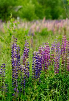 Beauty Multi-Colored Lupine Field on Green Grass background Outdoors. Focus on Foreground