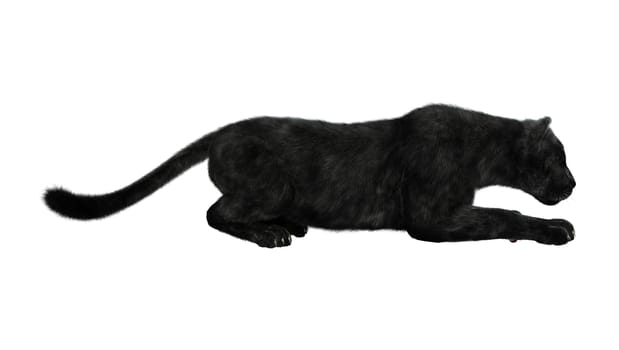 3D digital render of a big cat black panther hunting isolated on white background