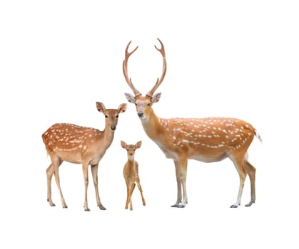 beautiful sika deer family  isolated on white background