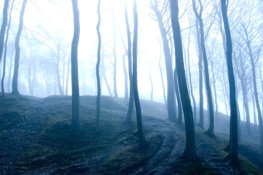 Nature. Fog in dark forest.