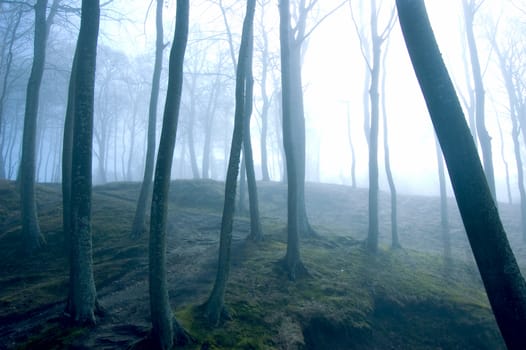 Nature. Fog in dark forest.