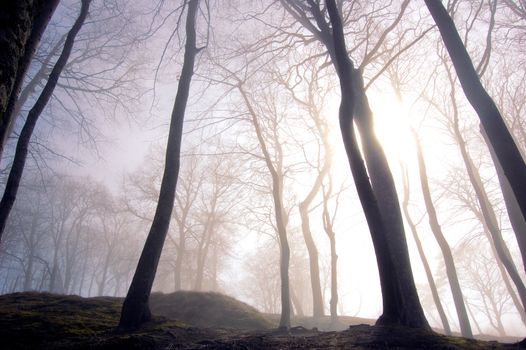 Nature. Fog in dark forest.