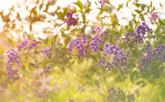 Beautiful flower, beautiful nature blur background