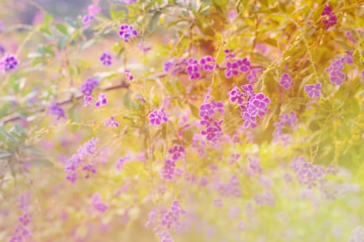 Beautiful flower, beautiful nature blur background