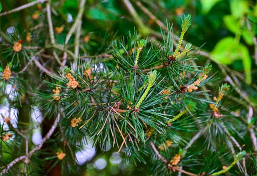 Pine needle tree