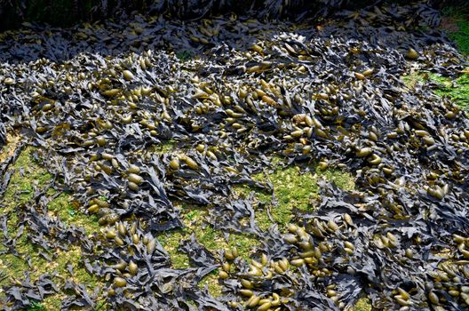 Seaweed plant algae on the beach