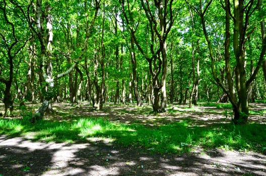 Forest on sunny day landscape