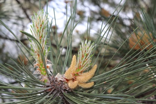 Young shoot on a branch of pine.