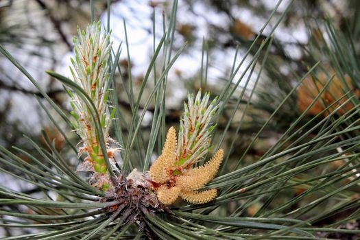 Young shoot on a branch of pine.