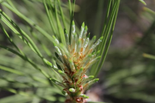 Young shoot on a branch of pine.