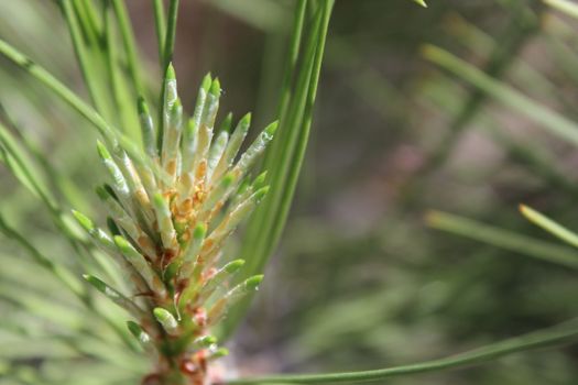 Young shoot on a branch of pine.