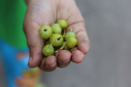 Child holds in the palm green gooseberries.