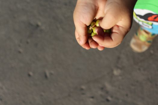 Child holds in the palm green gooseberries.