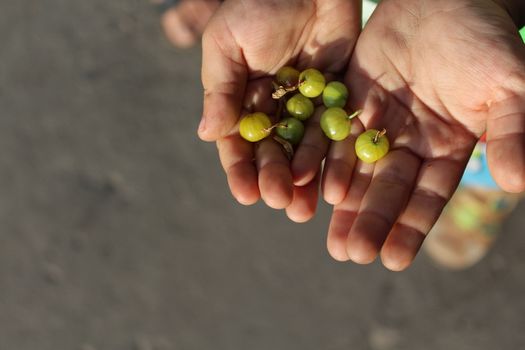 Child holds in the palm green gooseberries.