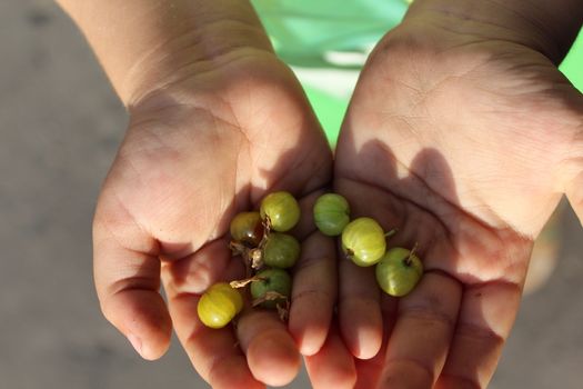 Child holds in the palm green gooseberries.