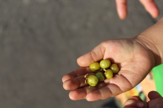 Child holds in the palm green gooseberries.