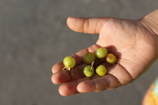 Child holds in the palm green gooseberries.