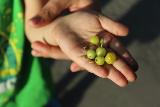 Child holds in the palm green gooseberries.