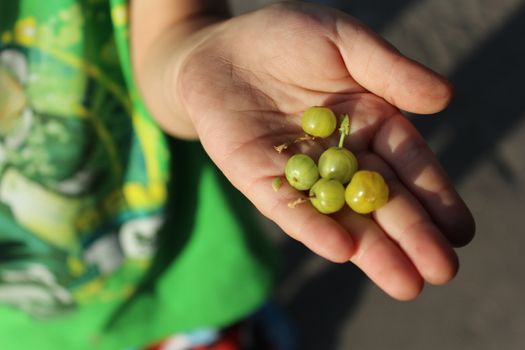 Child holds in the palm green gooseberries.