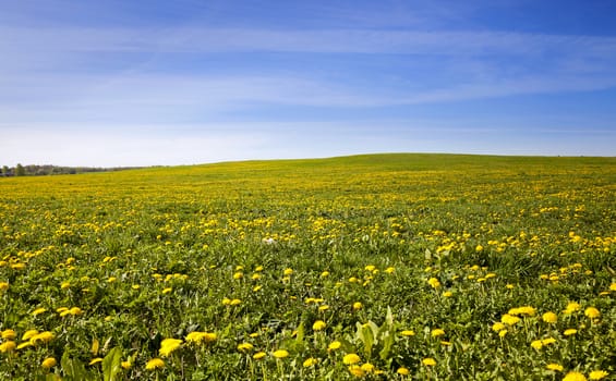 field on which grows a lot of dandelions .