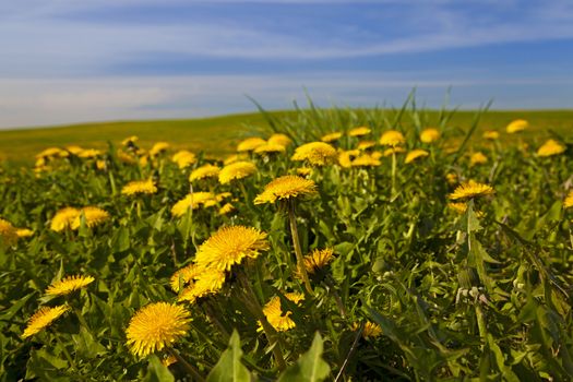  an agricultural field on which yellow dandelions grow