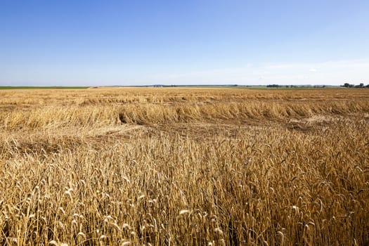  an agricultural field on which reap a crop of cereals  