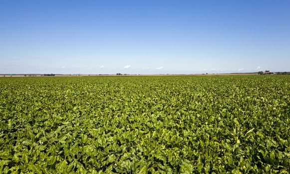   an agricultural field on which grow up beetroots. summertime of year