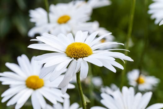   the white flowers of a camomile photographed by a close up