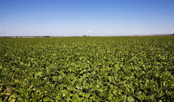   an agricultural field on which grow up beetroots. summertime of year