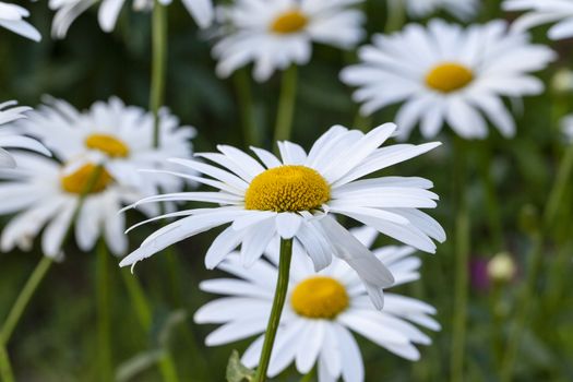   the white flowers of a camomile photographed by a close up